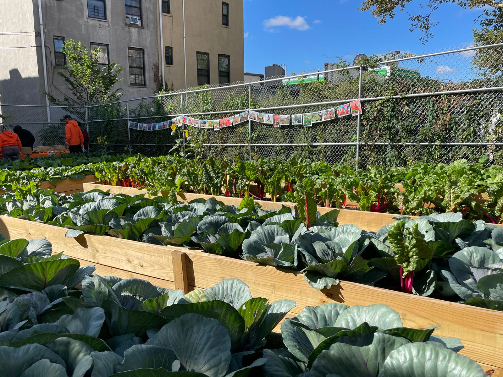 Eastern Parkway Farm