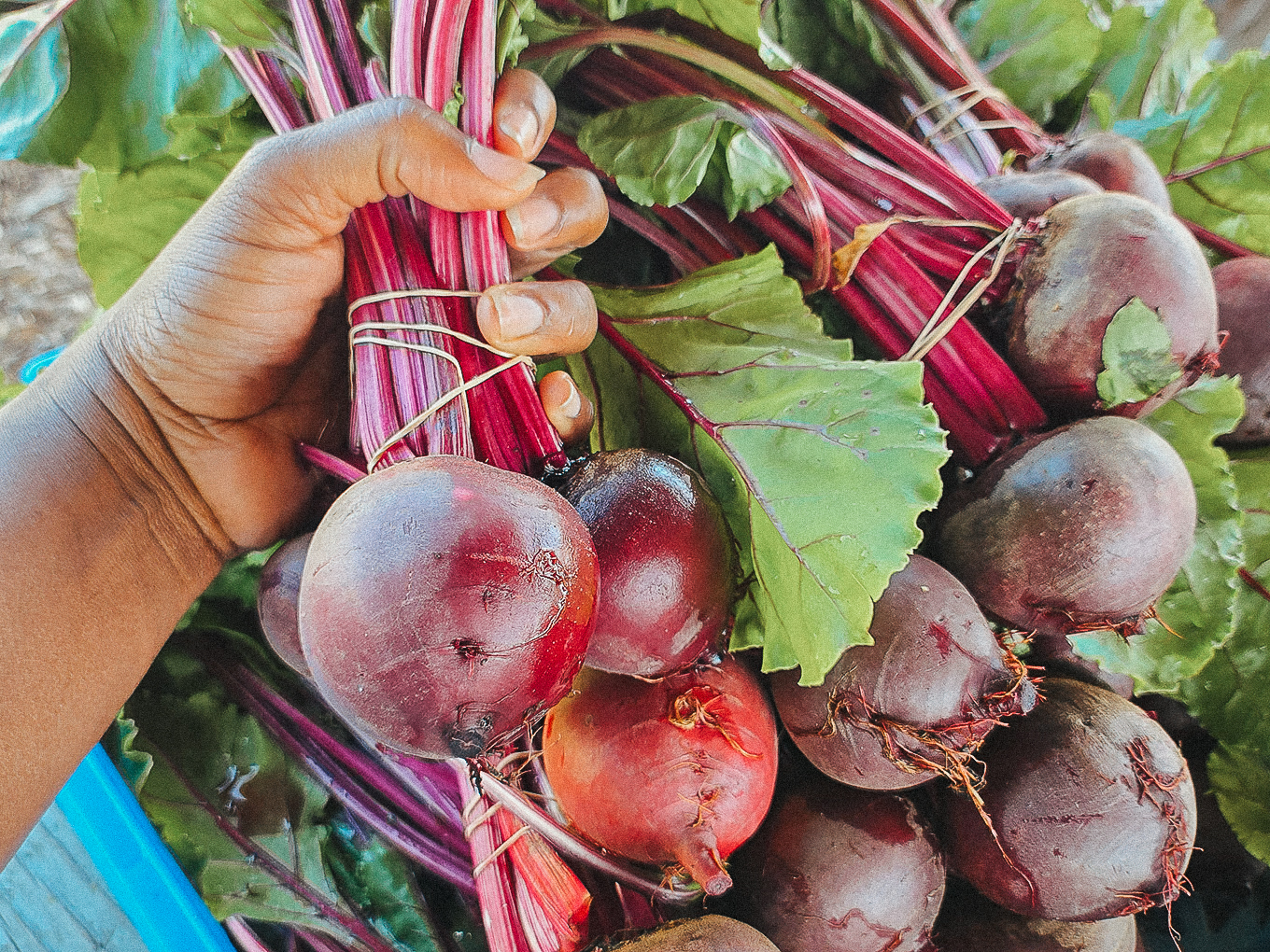 Farmer's Markets Are Open